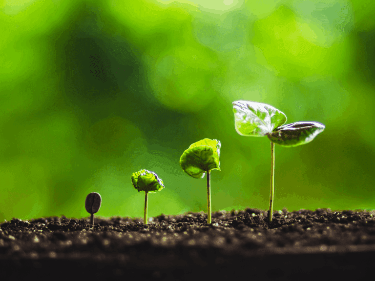rosnące roślinki - wzrost i rozwój